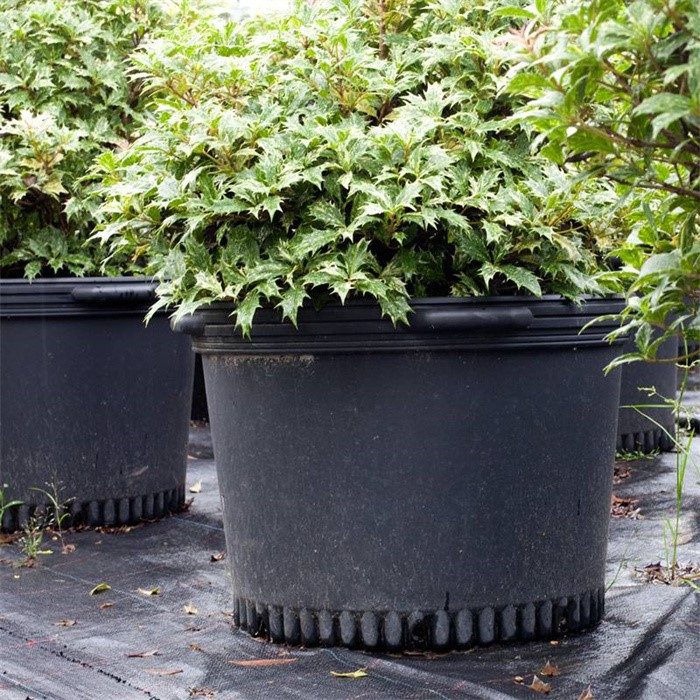 product-700-700 product-700-700