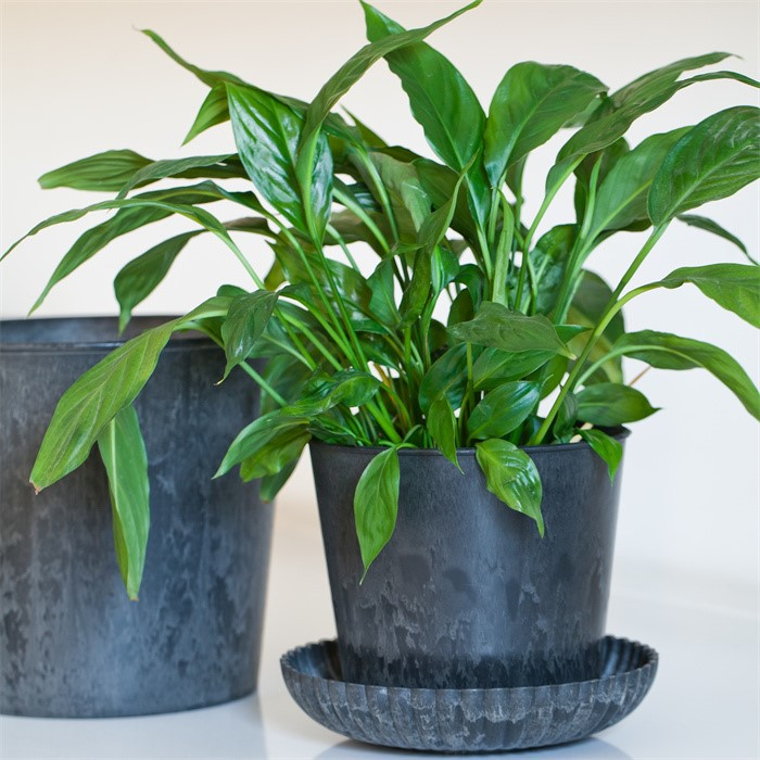 17 Plastic Planter07 17 Plastic Planter07