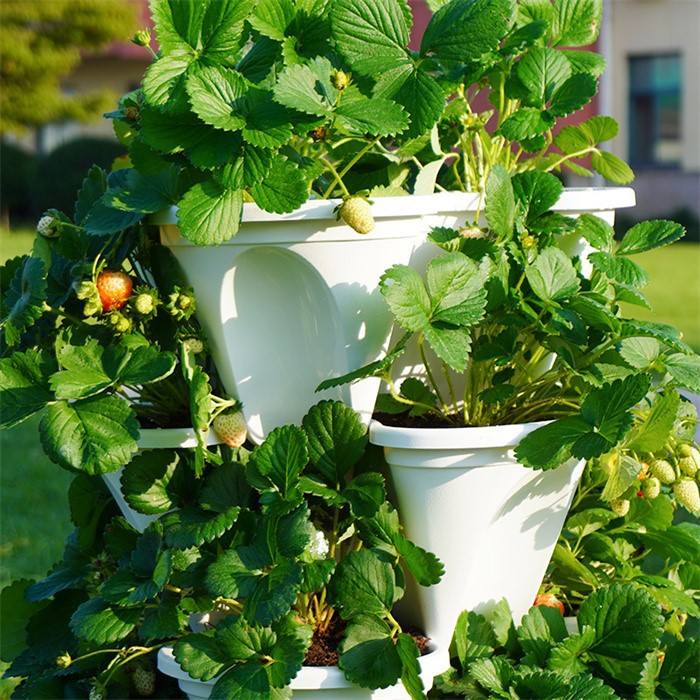 Efficient strawberry growing planter05 Efficient strawberry growing planter05