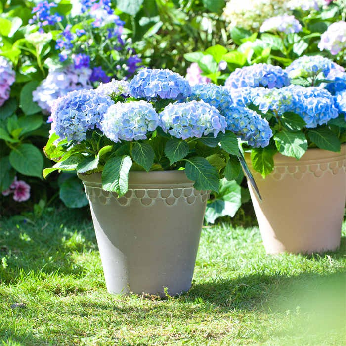 12 Flower Pot Plastic06 12 Flower Pot Plastic06