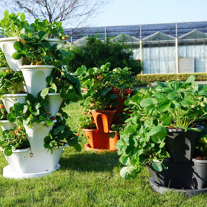 Efficient strawberry growing planter06 Efficient strawberry growing planter06