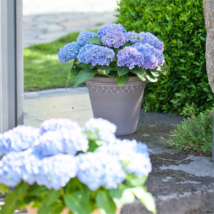 12 Flower Pot Plastic07 12 Flower Pot Plastic07