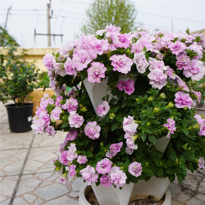 Efficient strawberry growing planter07 Efficient strawberry growing planter07