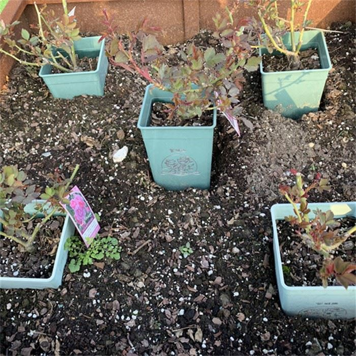 Clematis Growing Pot
