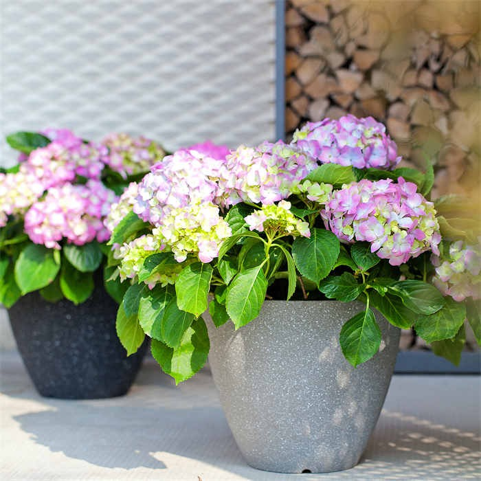 9 Flower Pot Plastic05