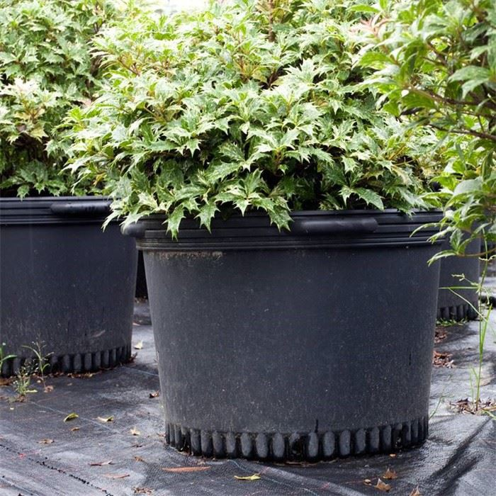 15 Gallon Nursery Pot