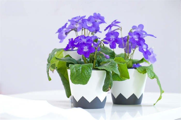 Small Desktop Flower Pot03