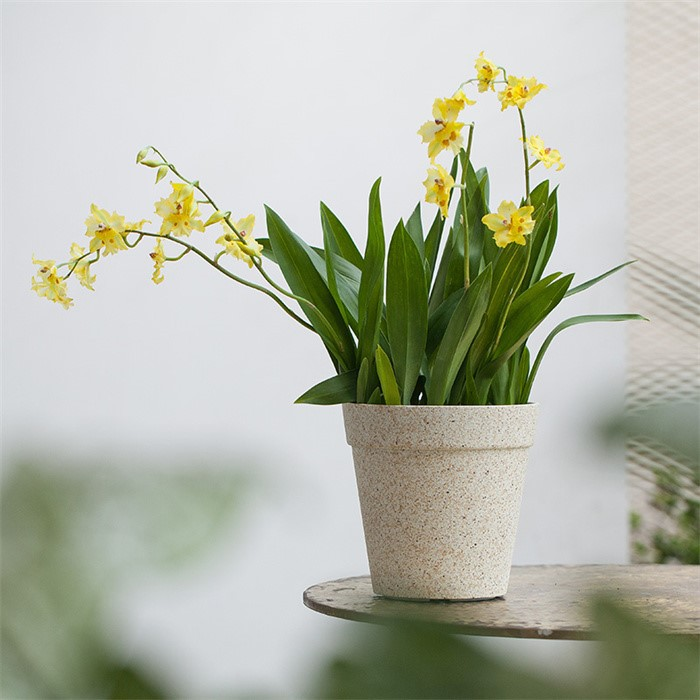 frosted small flower pots06