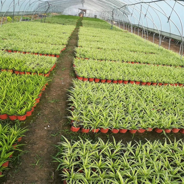 Square seedling cups06