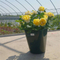Square Pot For Plants