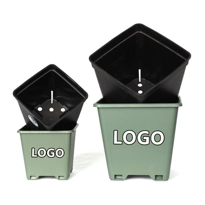 12 Square Blueberry Pot05