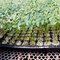 Plant Plug Trays