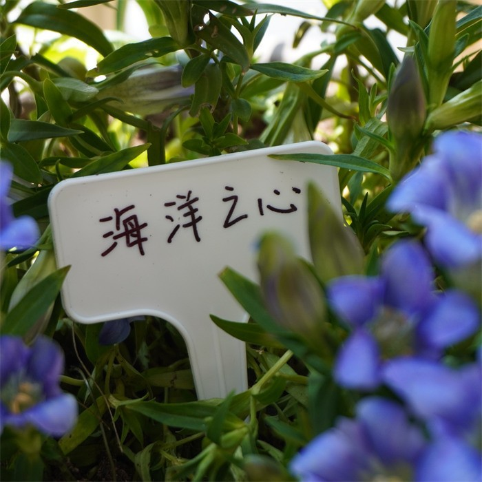 Plastic Plant Label