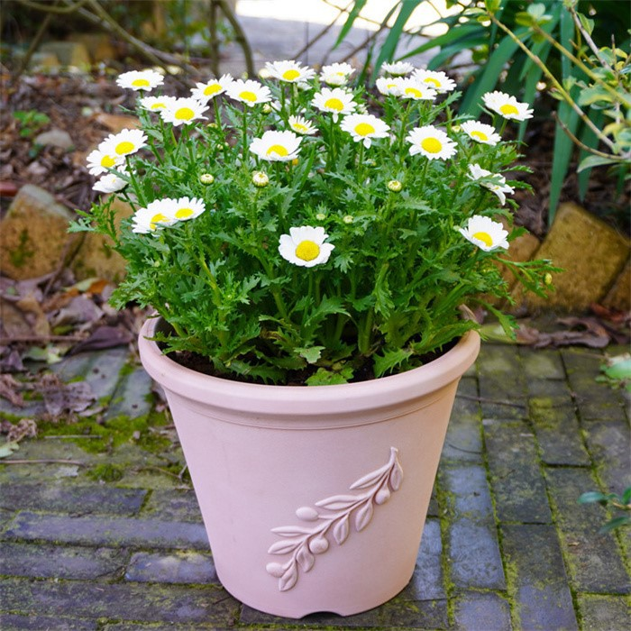 plastic flower pots hydroponic06