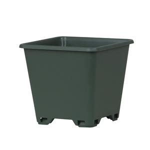 Square Blueberry Planter