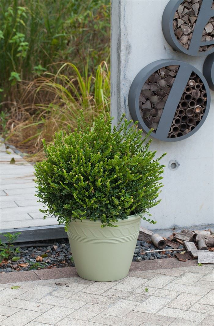 Planters With Spiral Motifs