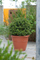 Large Spiral Pattern Flower Pots