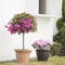 Long Flower Pot Rattan