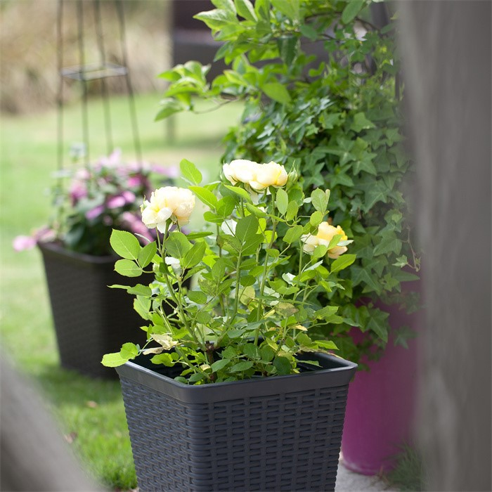 Spray Plastic Flower Pot07