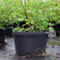 1 Gallon For Commercial Nurseries