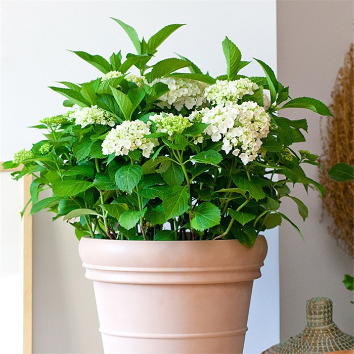 Plastic Planters Wholesale