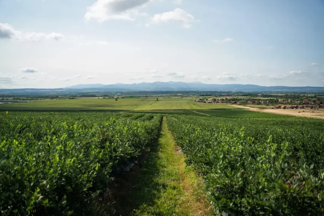 Our Goal Is To Become The Largest High - Quality Blueberry Producer In Europe