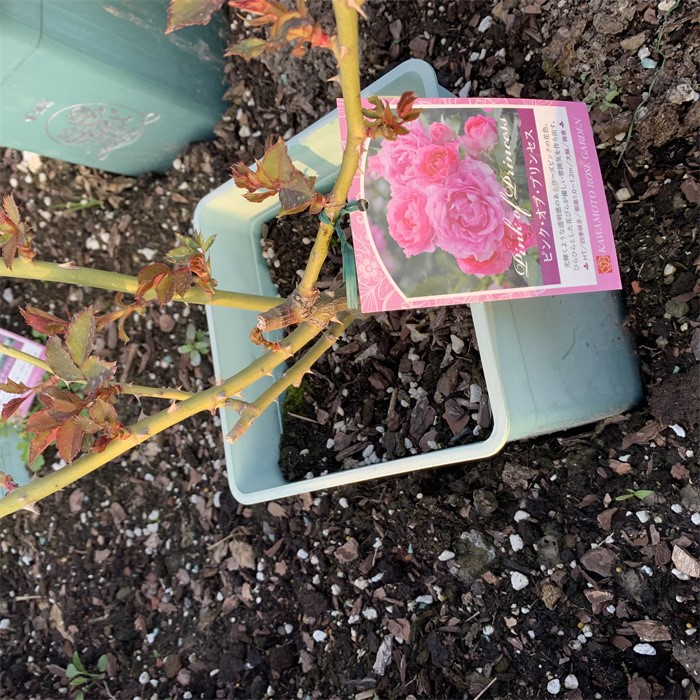 Clematis Growing Pot05