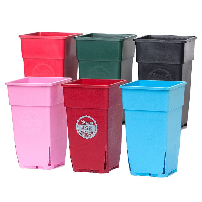 Chinese rose Plant Pot08