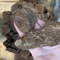 Pine Bark Chip