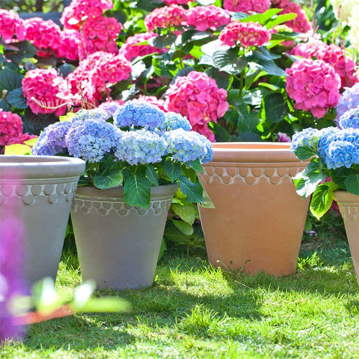 12 Plastic Plant Pot06