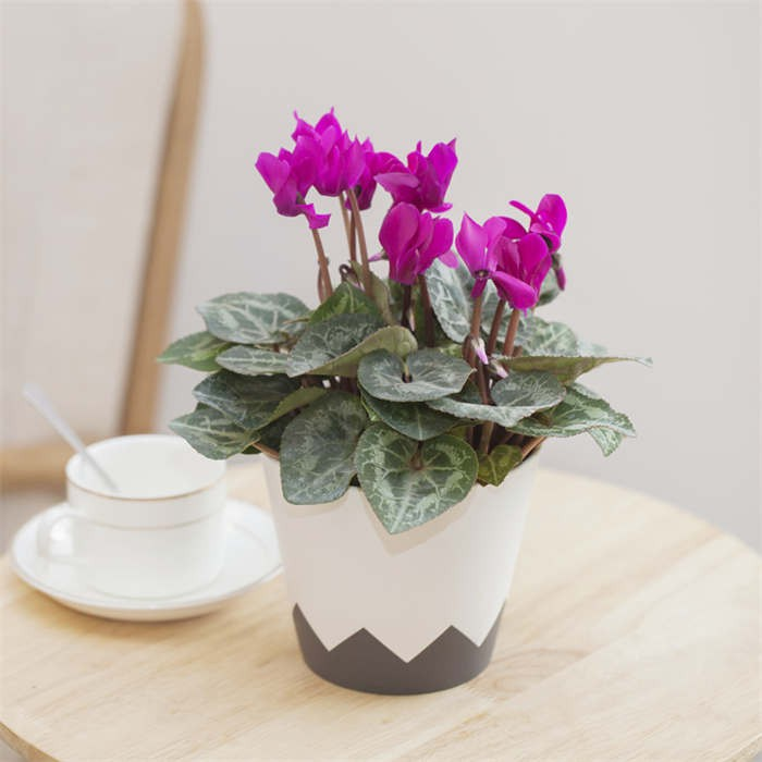 Injection Molded Geometric Planter05
