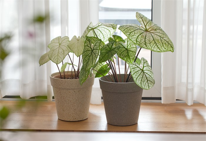 frosted small flower pots07