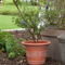 Home Gardening Decoration Pot