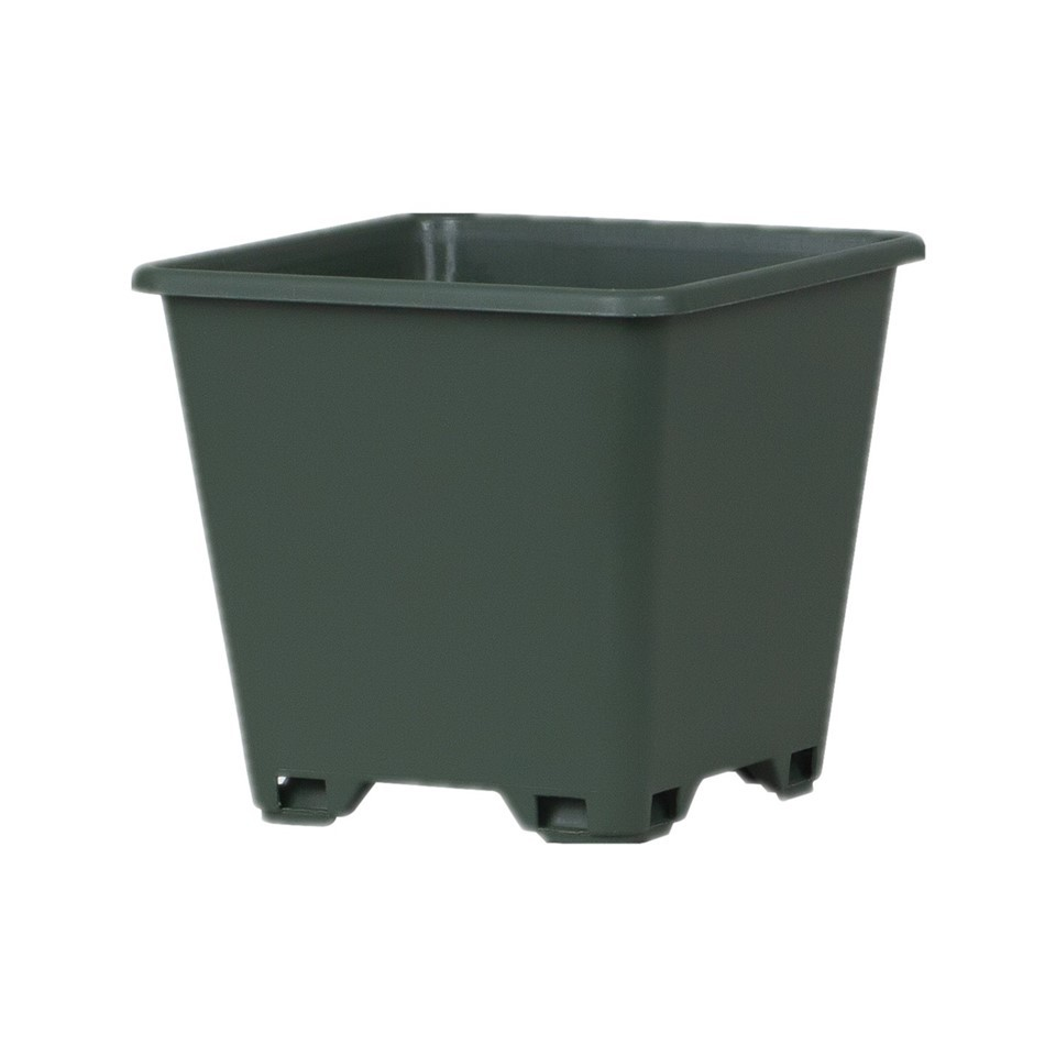 8 Square Blueberry Pot