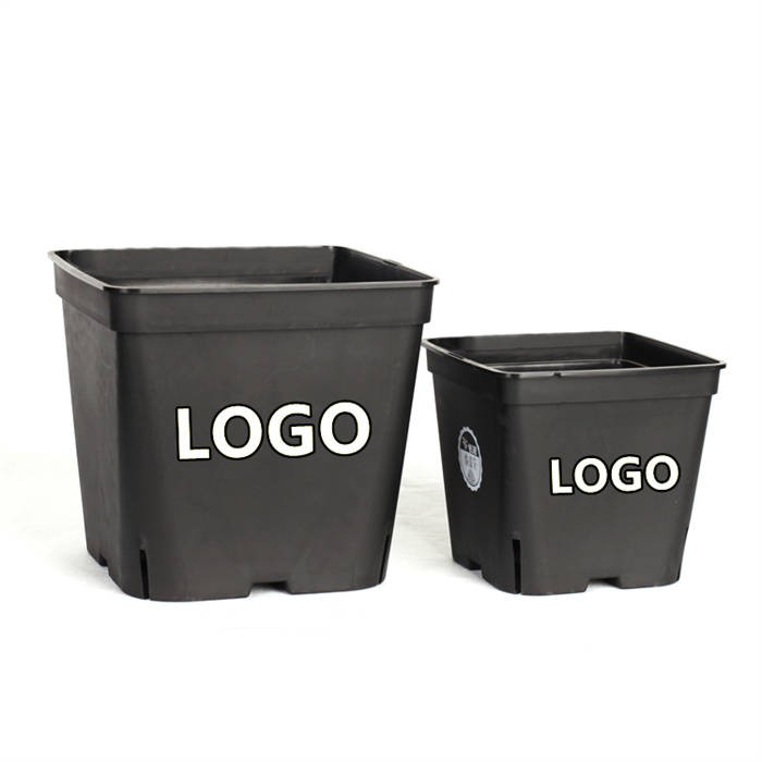14 Square Blueberry Pot06