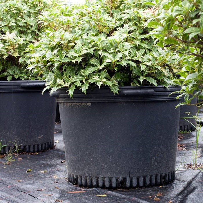 1 Gallon Plastic Plant Pot05