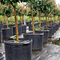 1 Gallon Plant Containers For Seedlings