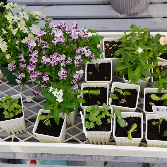 Seedling Pot Holder Tray07