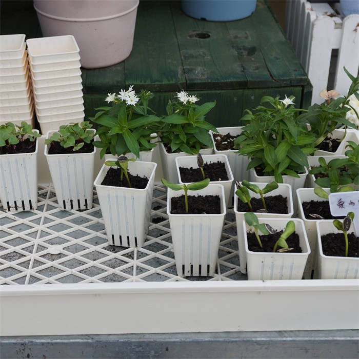 Square Nursery Pots Tray08
