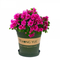 Rhododendron Nursery Pot