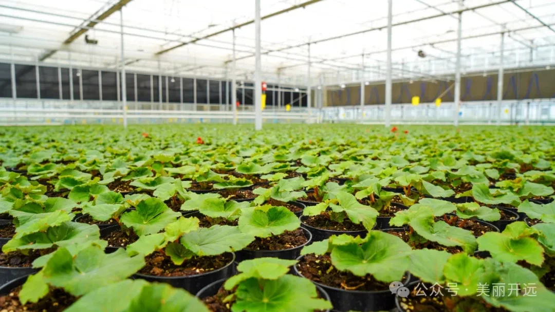As The Spring Festival Approaches, The National Modern Agricultural Industrial Park In Kaiyuan City, Honghe Hani And Yi Autonomous Prefecture, Is Brimming With Vitality