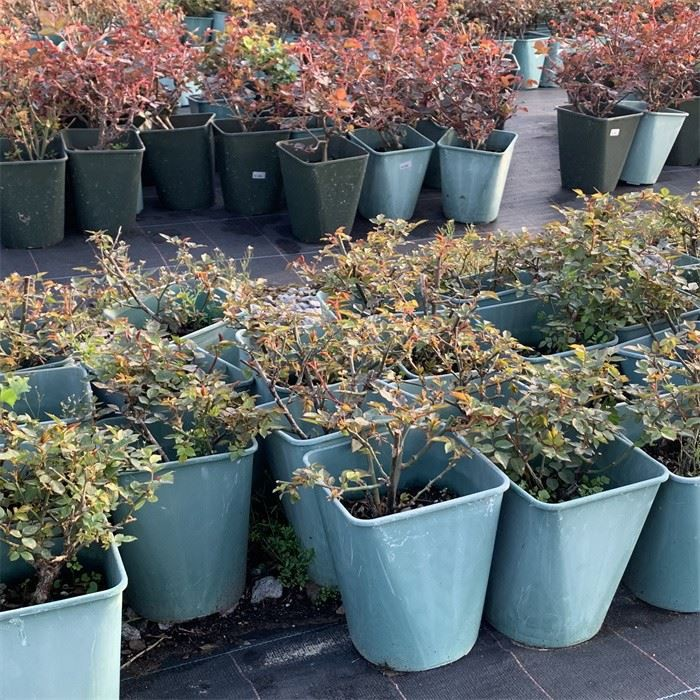 10L PP Flower Pot