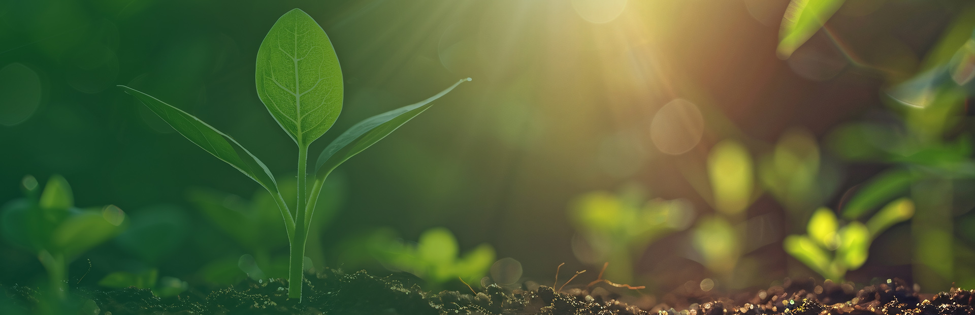 Sustainability-Focused Growers