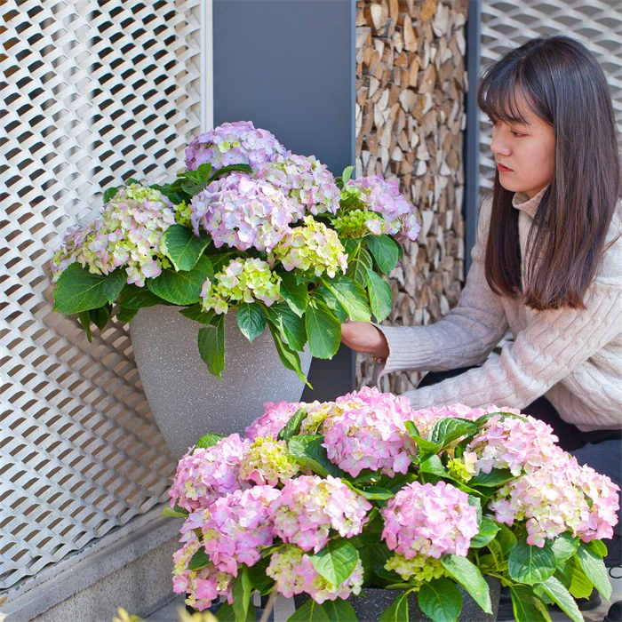 9 Flower Pot Plastic07