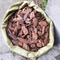 Pine Bark Chip