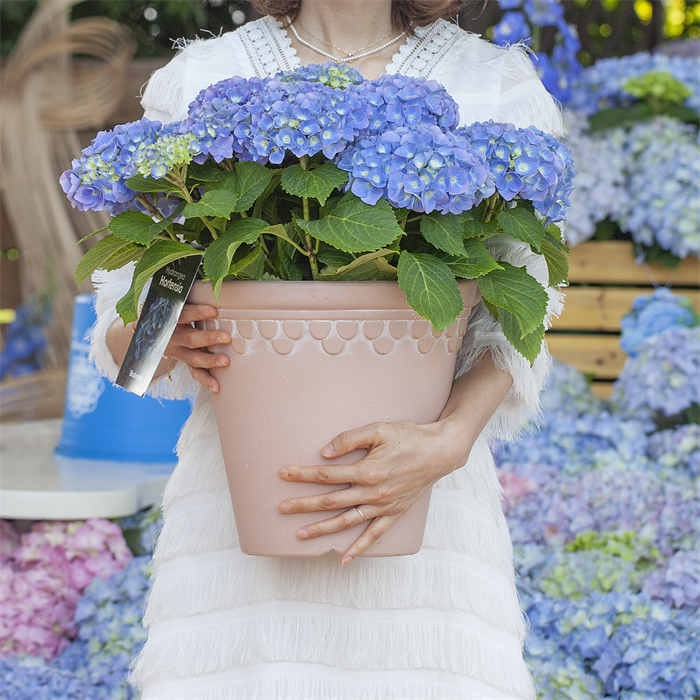 12 Plastic Plant Pot07