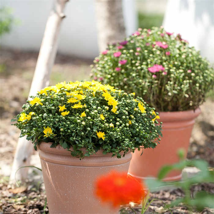 Round Resin Flower Pot07