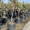 15 Gallon Nursery Plant Pot