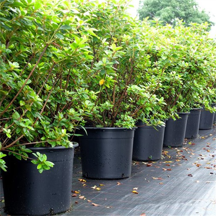 10 Gallon Nursery Plant Pot07