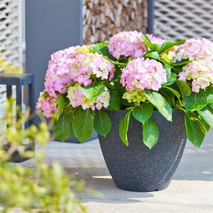 9" Plastic Flower Pot